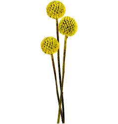 クラスペディア